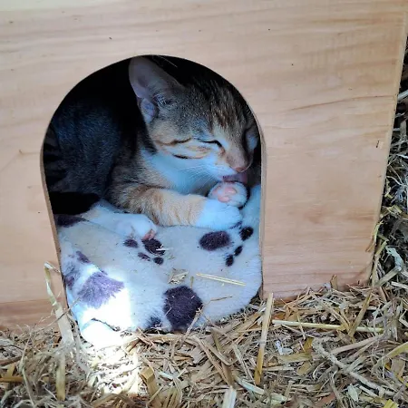 Ib Saentis Chalet Chnorz Rooms Pensjonat *